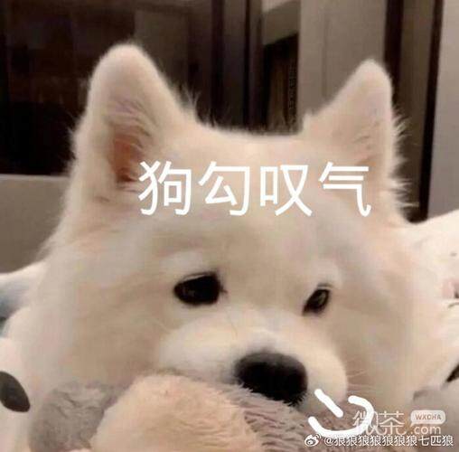 年少轻狂的小岁