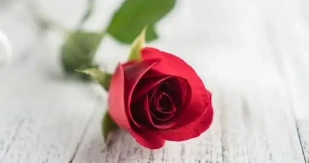 225794a1c86146f6ae4f5b07dec09ca2.webp