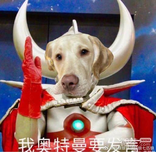 听说、单身很吃香