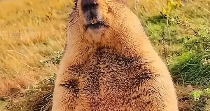 0c79b46810e345ab8a98540fd4ba2f6e.webp