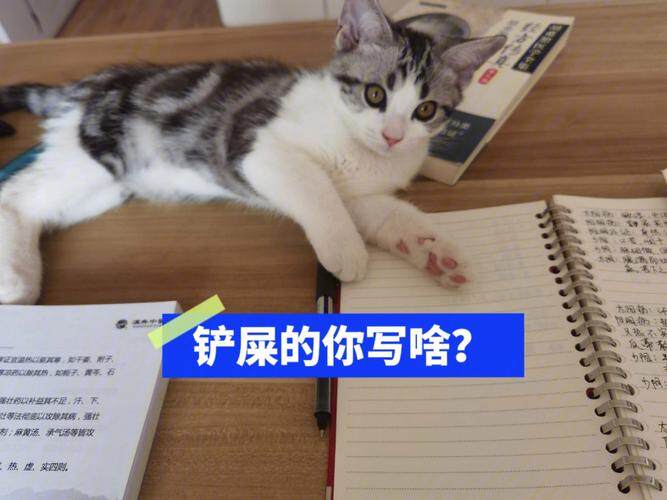 拽拽灬小少