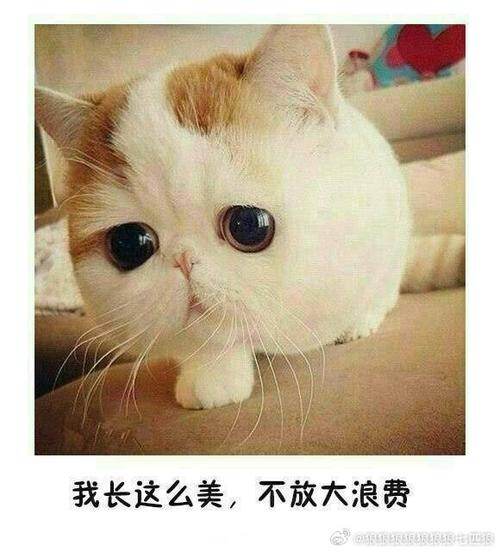 我比她清楚你的心跳