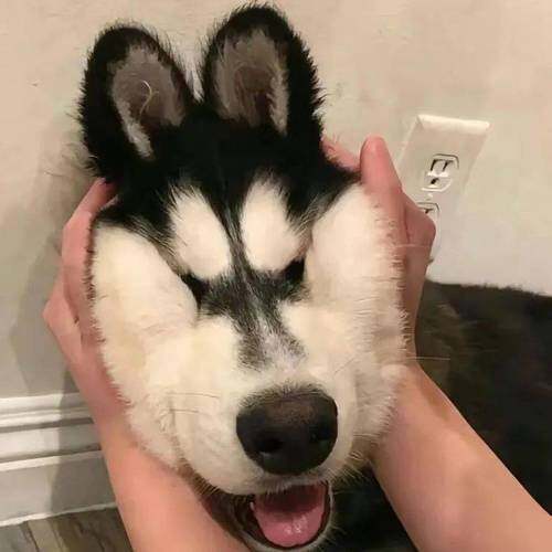 久伴.