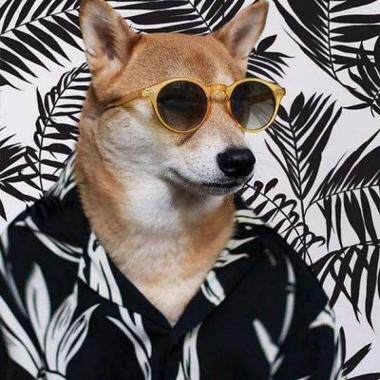 作业太彪悍我征服不了= =