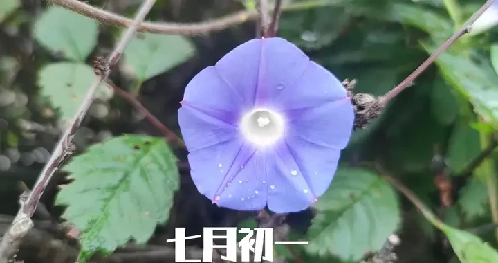 0ededef801934781b89730d0b99472eb.webp