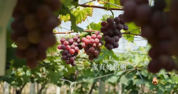 ddb852368e0441b18f338997116d1e0d.webp