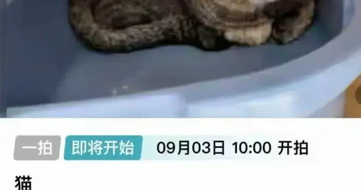 8d2e978f53704b1c93f8a163a4bc44e2.webp