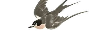 b5ceff3b70ae4eb597ef700244dd9ad0.webp