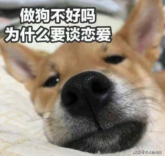 森碟!
