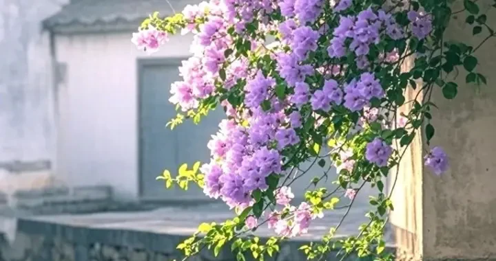 073cdc16ea4c417eb1c3a1cf40edd11a.webp
