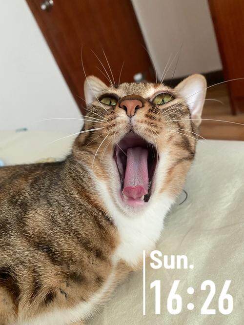 石头